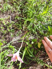 Zephyranthes atamasco