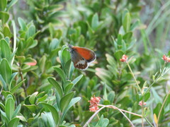 Coenonympha arcania