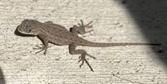 Sceloporus occidentalis