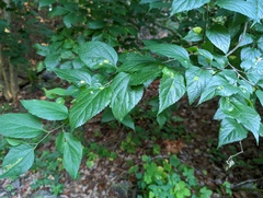 Pachypsylla celtidismamma