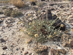 Eriogonum diatomaceum