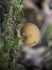 Simocybe