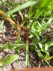 Zephyranthes atamasco