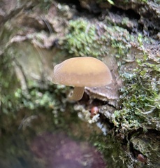 Simocybe