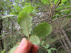 Quercus faginea