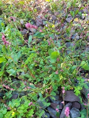 Persicaria posumbu