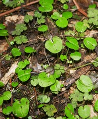 Corybas iridescens