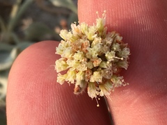 Eriogonum diatomaceum