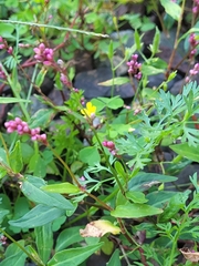 Persicaria posumbu