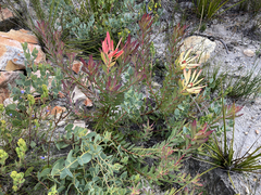 Leucadendron