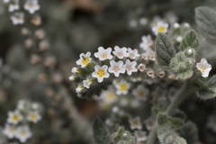 Heliotropium hirsutissimum