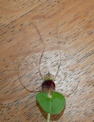 Corybas iridescens