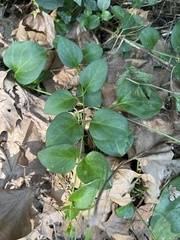 Vinca major