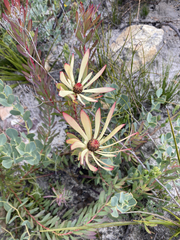 Leucadendron
