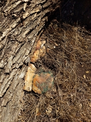 Ganoderma polychromum