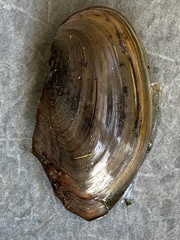 Utterbackia imbecillis