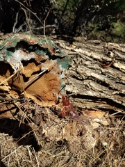 Ganoderma polychromum