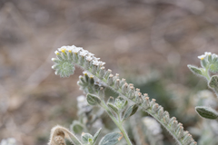 Heliotropium hirsutissimum