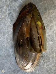 Utterbackia imbecillis