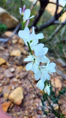 Heliophila juncea