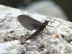 Ephemeroptera