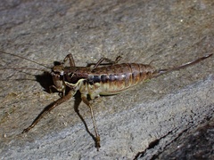 Pachytrachis gracilis