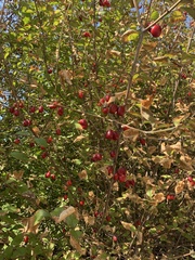 Cornus mas