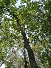 Betula nigra