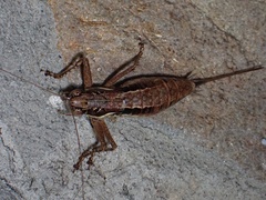Pachytrachis gracilis