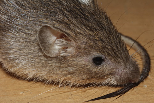 Mexican Spiny Pocket Mouse