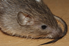 Heteromys irroratus
