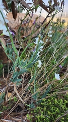 Heliophila juncea