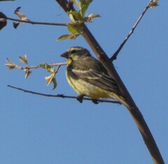 Crithagra mozambica