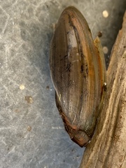 Utterbackia imbecillis