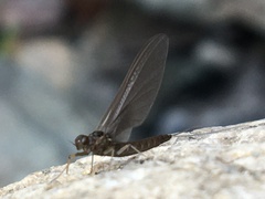 Ephemeroptera