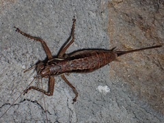 Pachytrachis gracilis