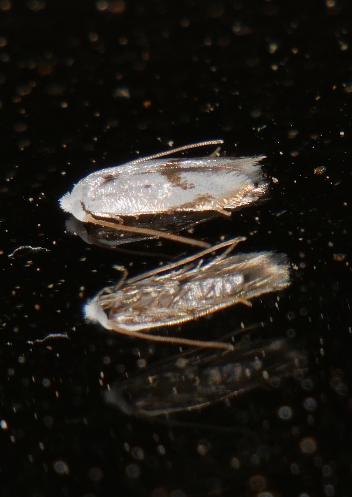 Opostegoides
