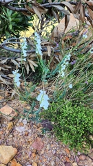 Heliophila juncea
