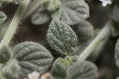 Heliotropium hirsutissimum