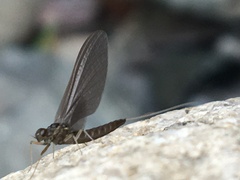 Ephemeroptera