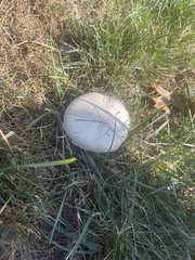 Agaricus arvensis