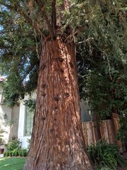 Sequoia sempervirens