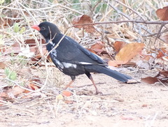 Bubalornis niger
