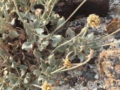 Eriogonum diatomaceum