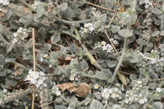 Heliotropium hirsutissimum