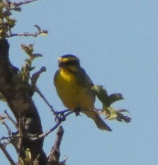 Crithagra mozambica