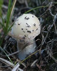 Amanita