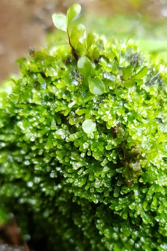 Image of Riccardia multifida by (c) Helen Waterman, some rights reserved (CC BY)