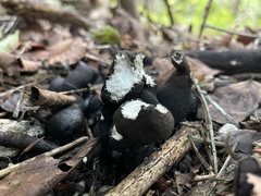 Xylaria polymorpha