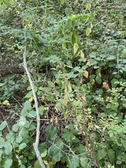 Zanthoxylum americanum